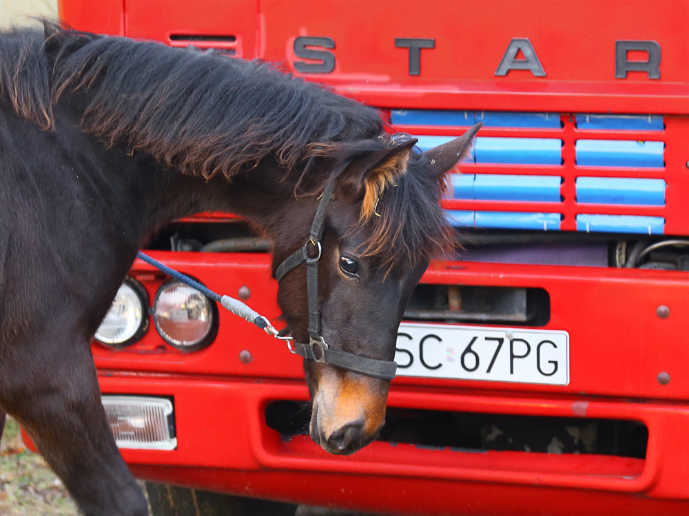 Transport koni na re-volcie