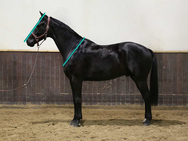 Koń jaki jest – część 3: naturalne noszenie głowy