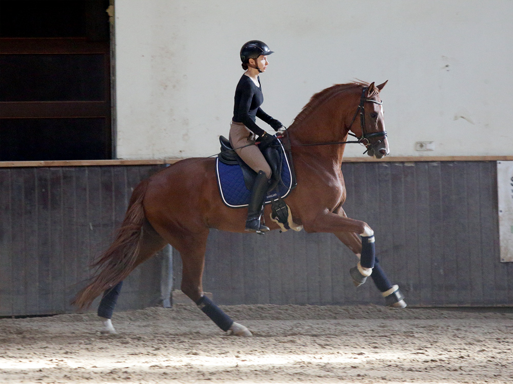 NIE dla młodych koni i niedoświadczonych jeźdźców